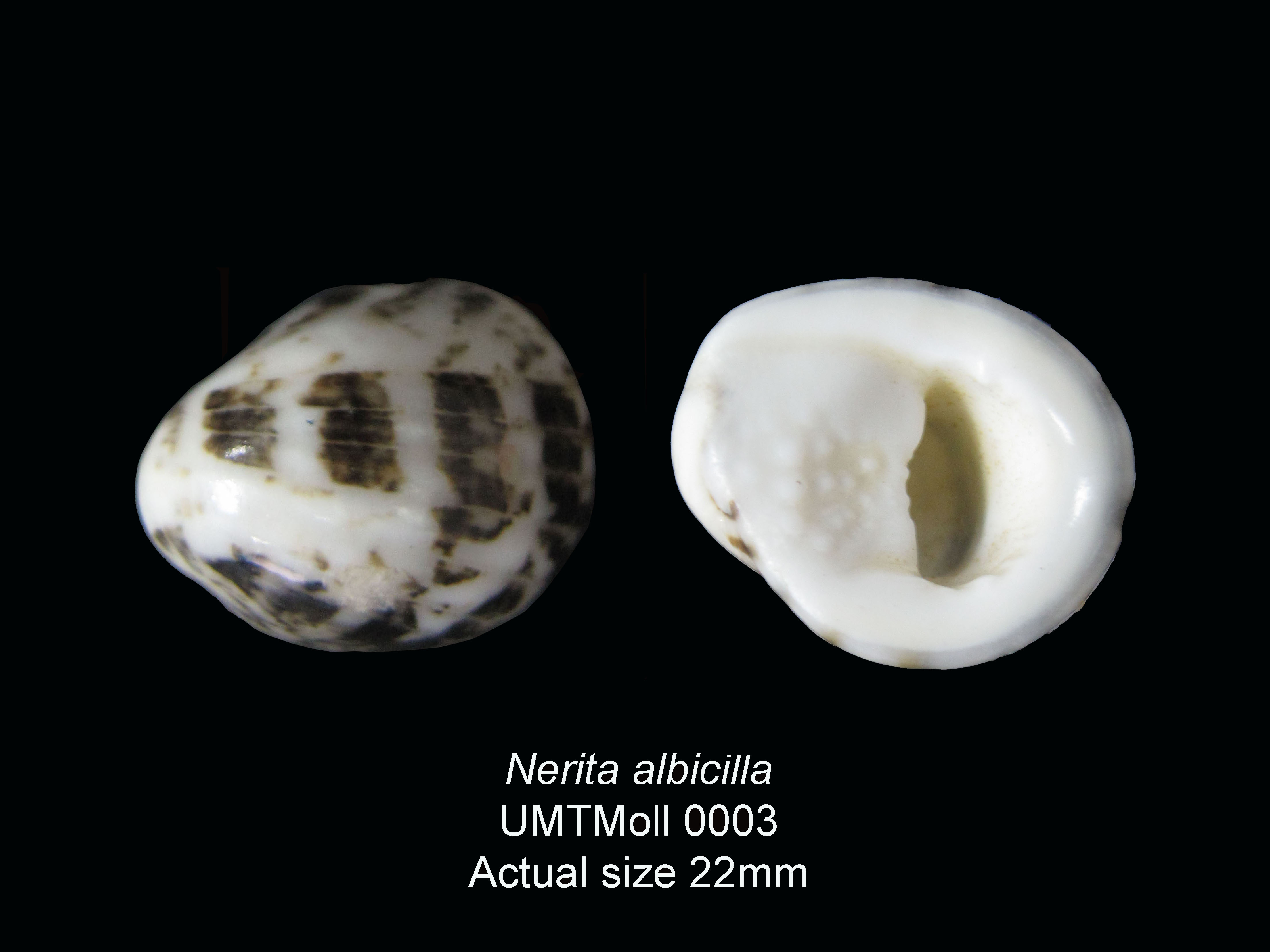Specimen image