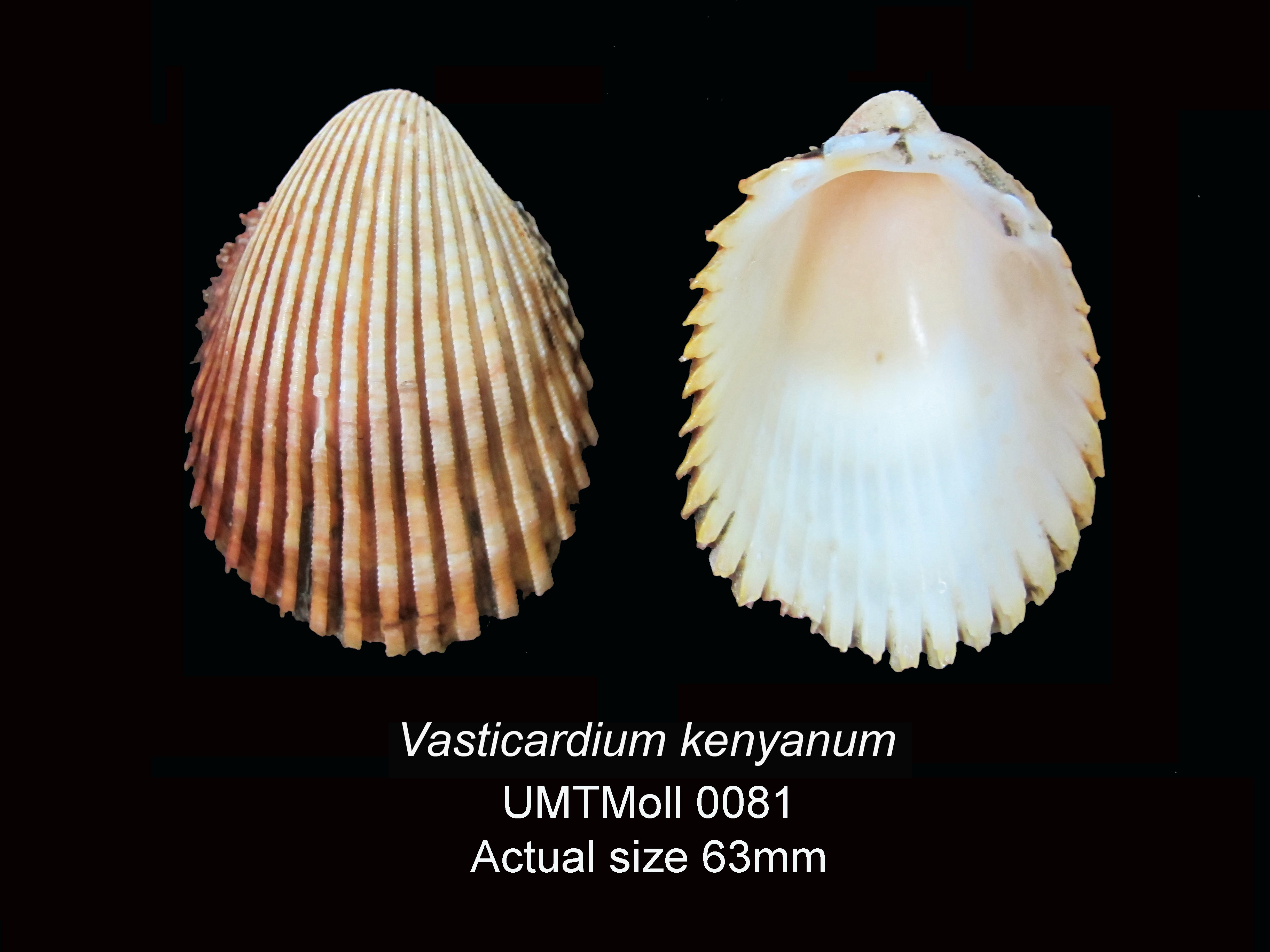Specimen image