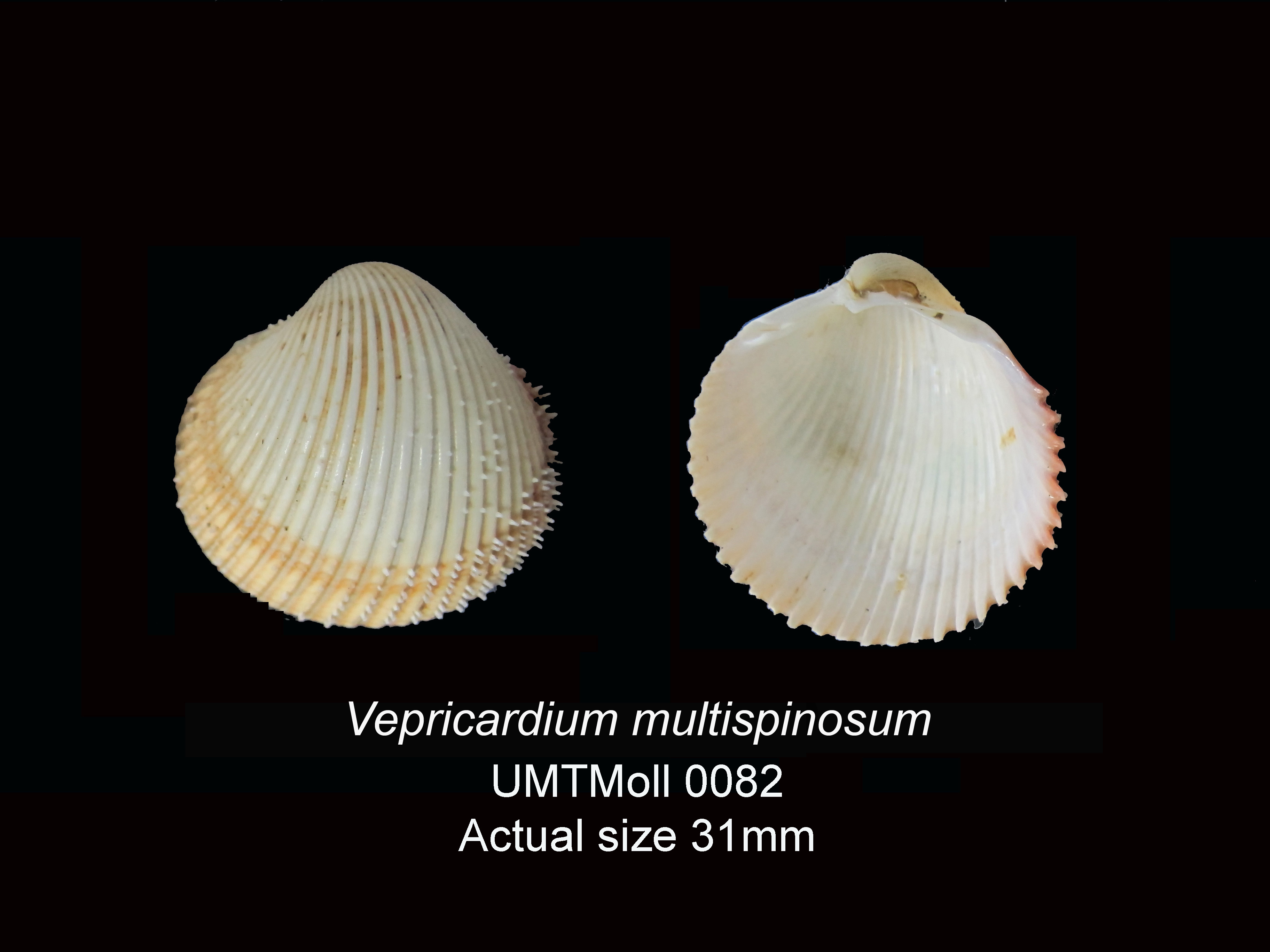 Specimen image