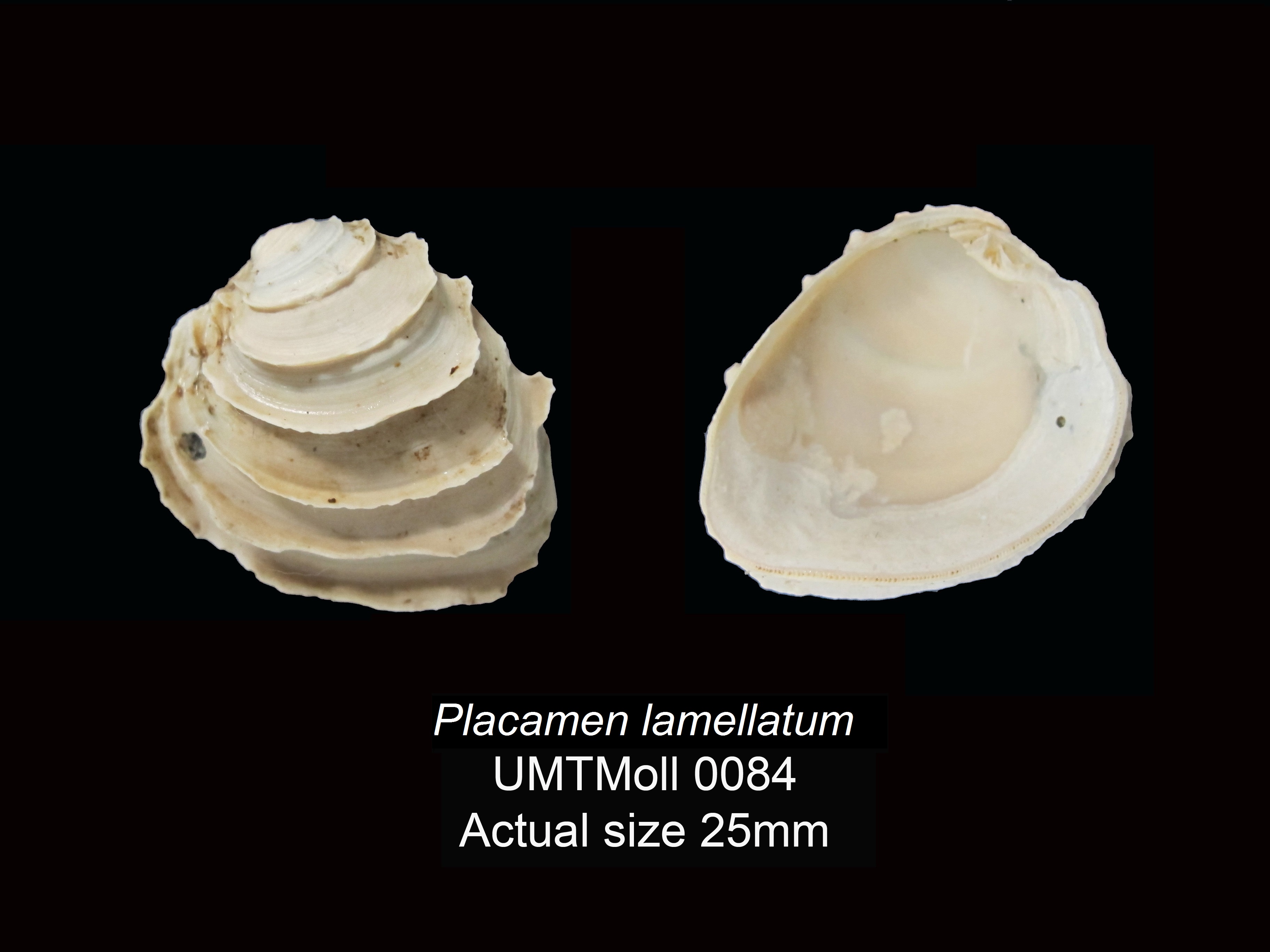 Specimen image