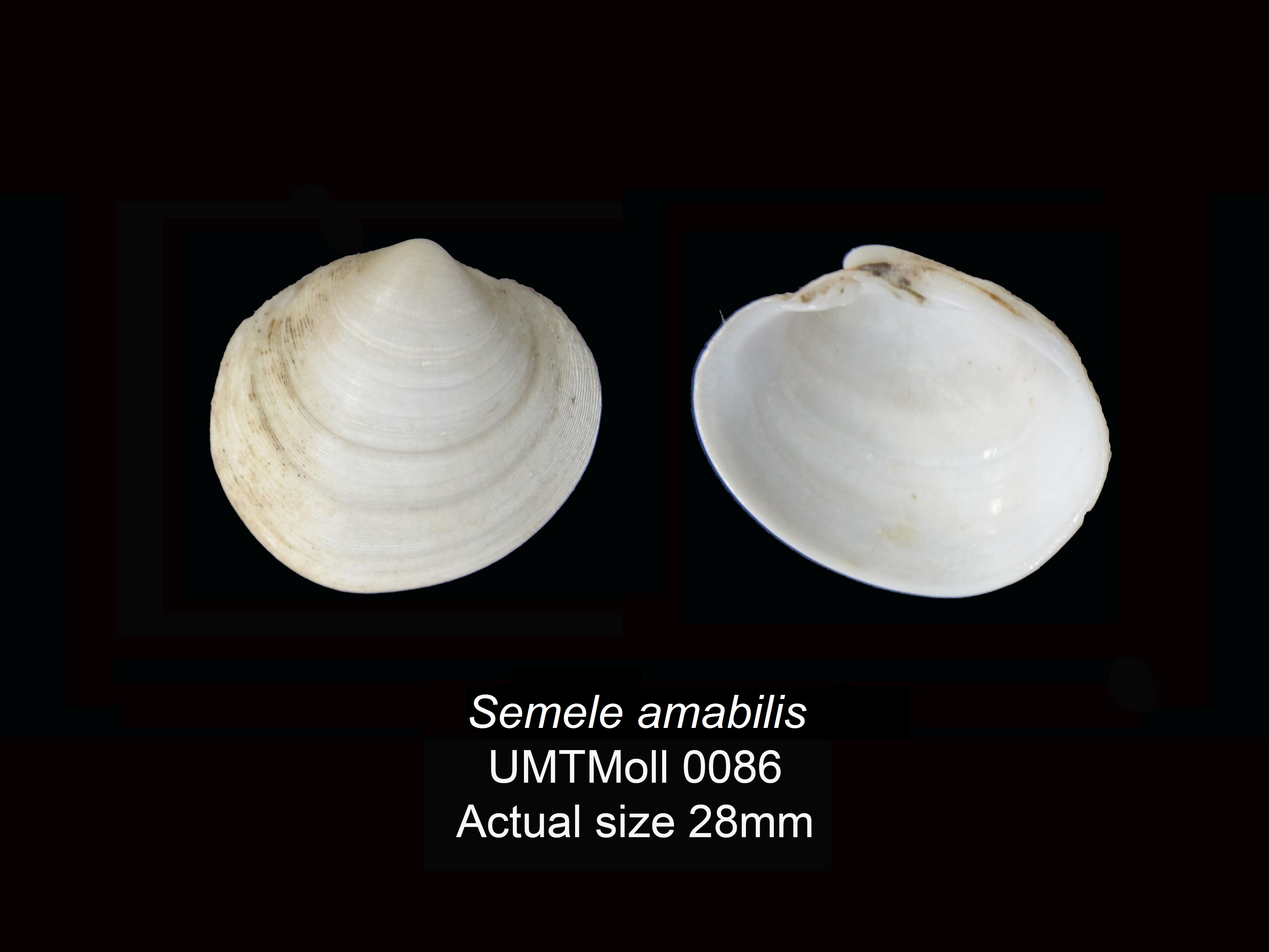 Specimen image