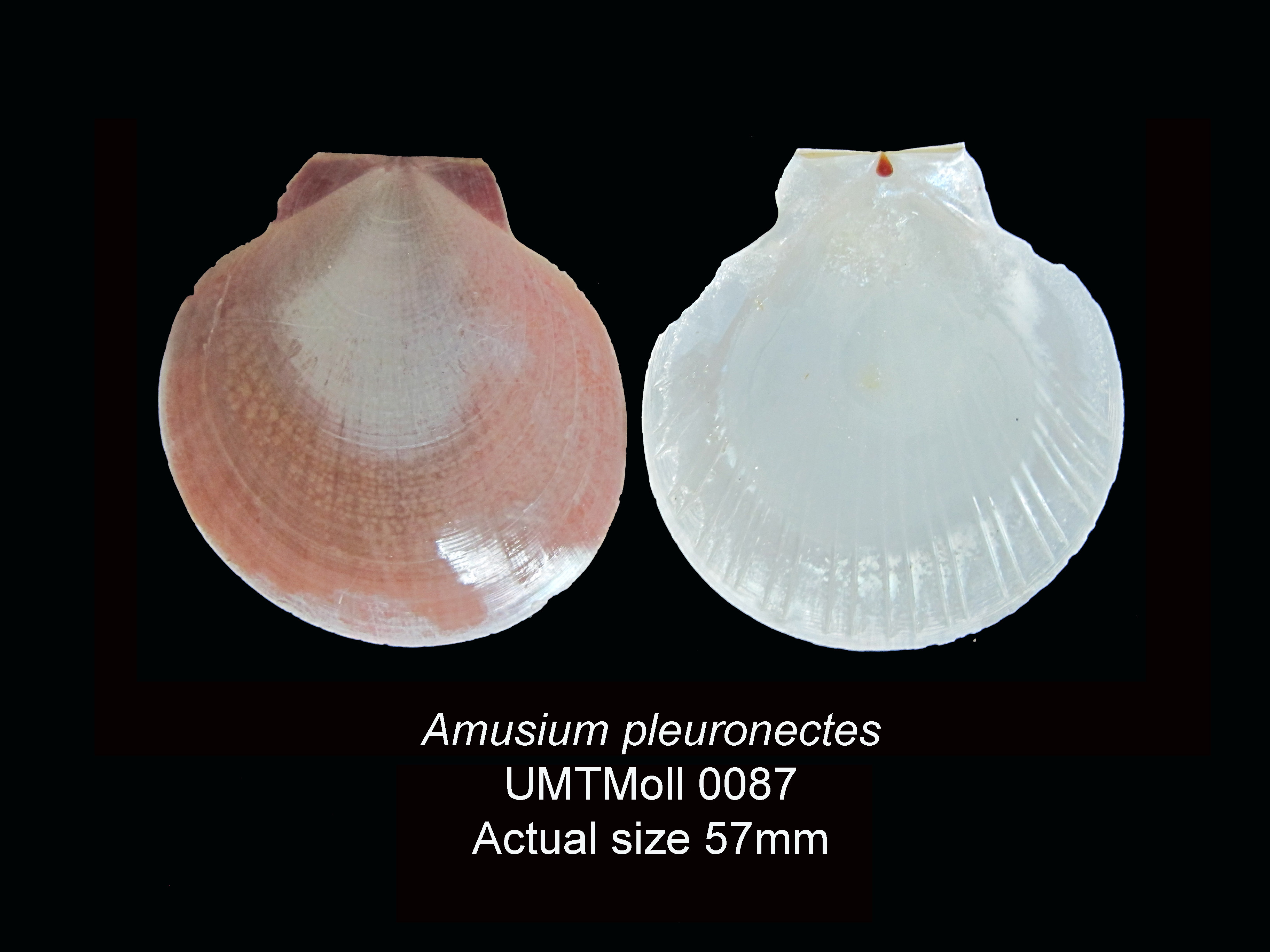 Specimen image