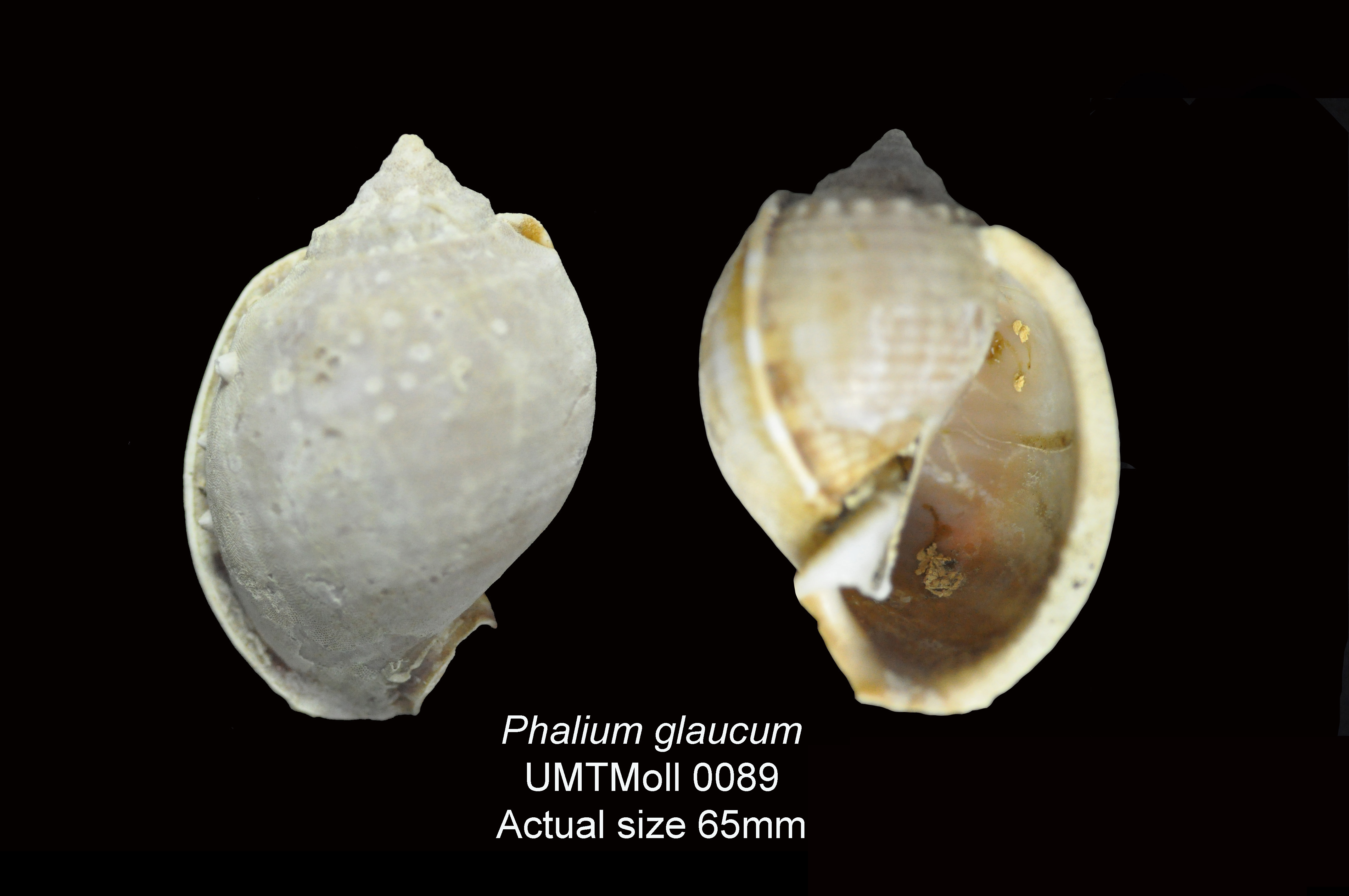 Specimen image