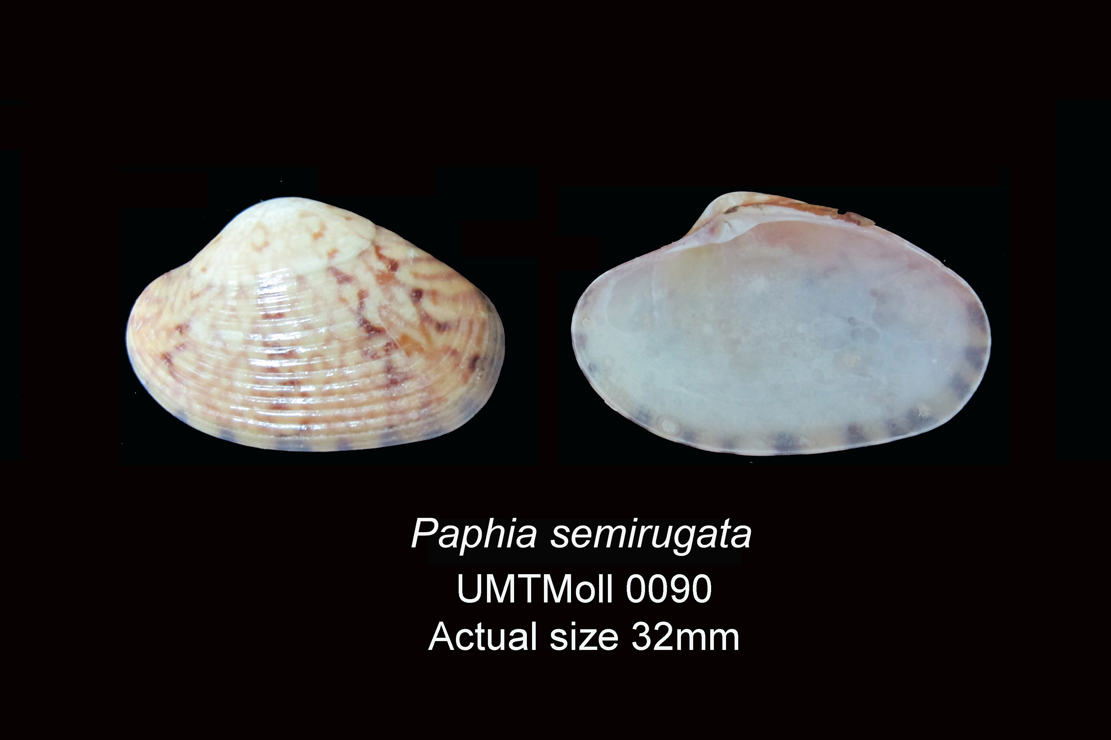 Specimen image