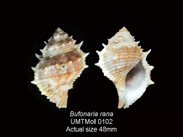 Specimen image