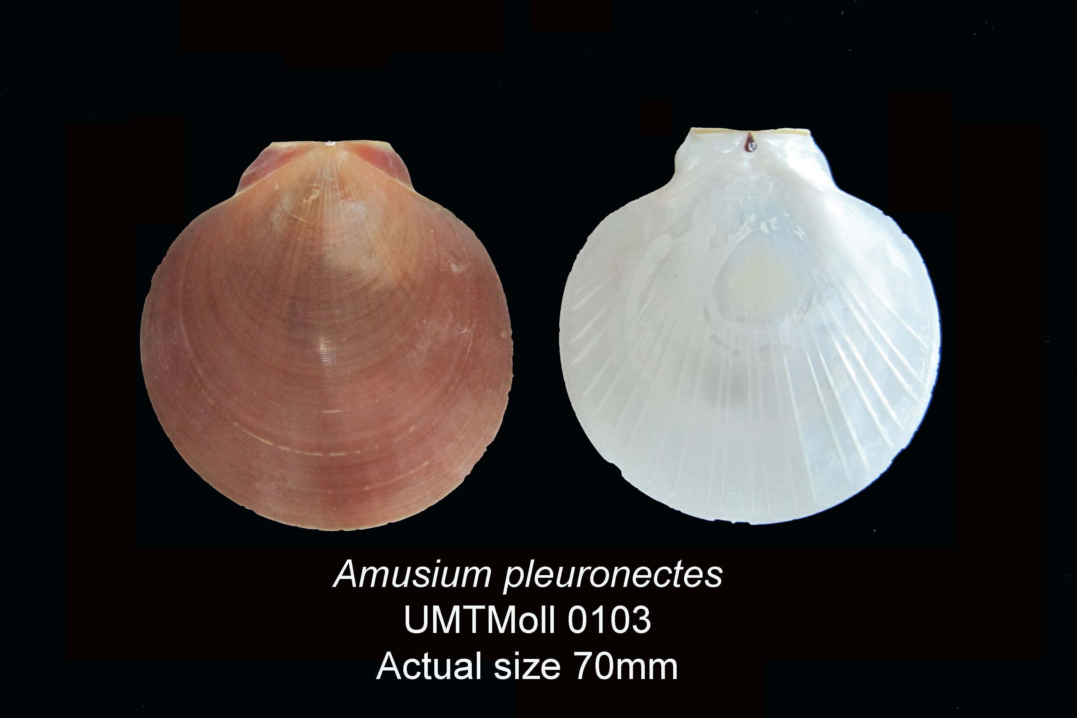 Specimen image