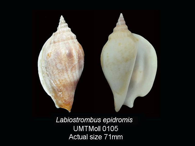Specimen image