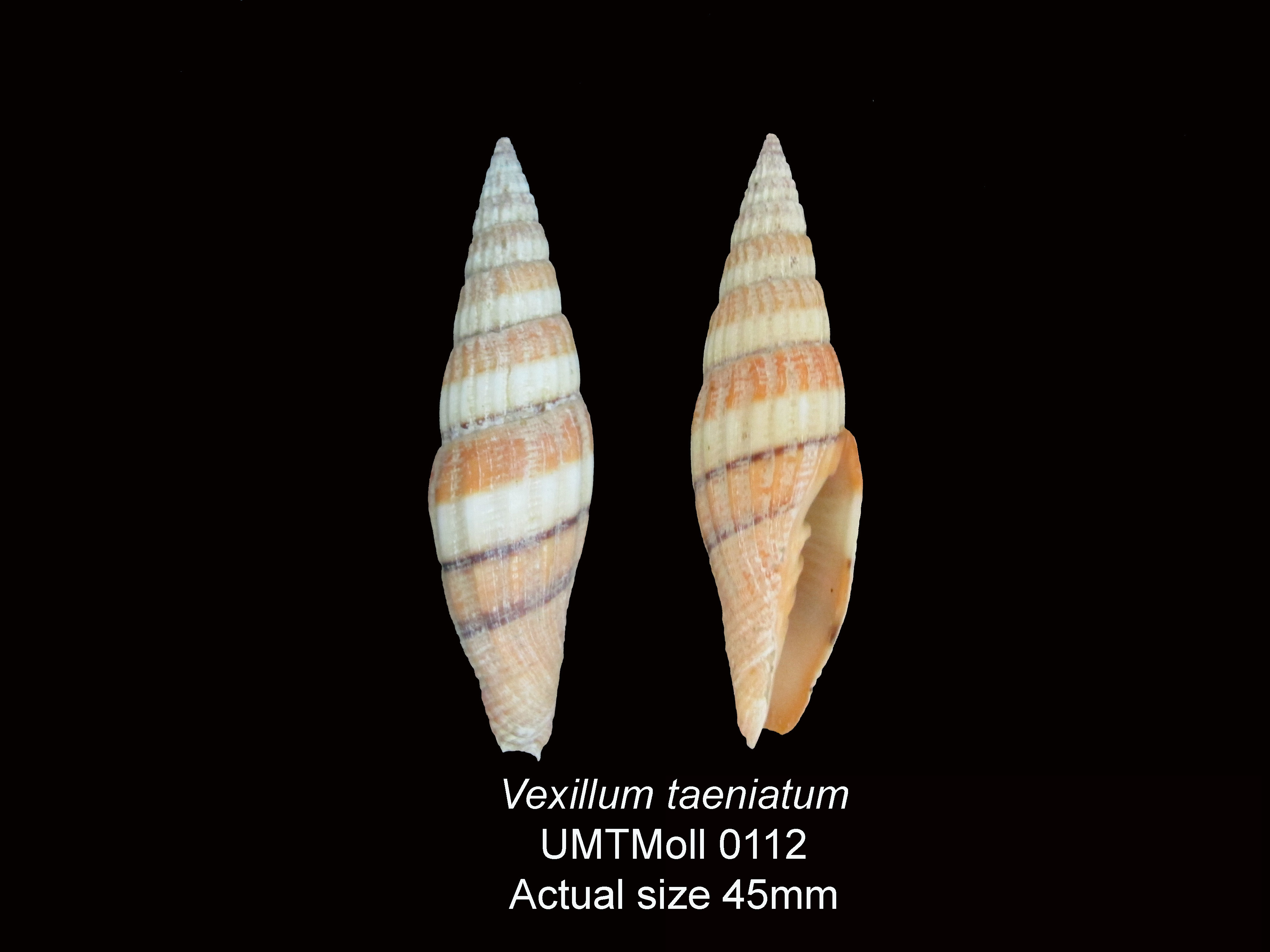 Specimen image