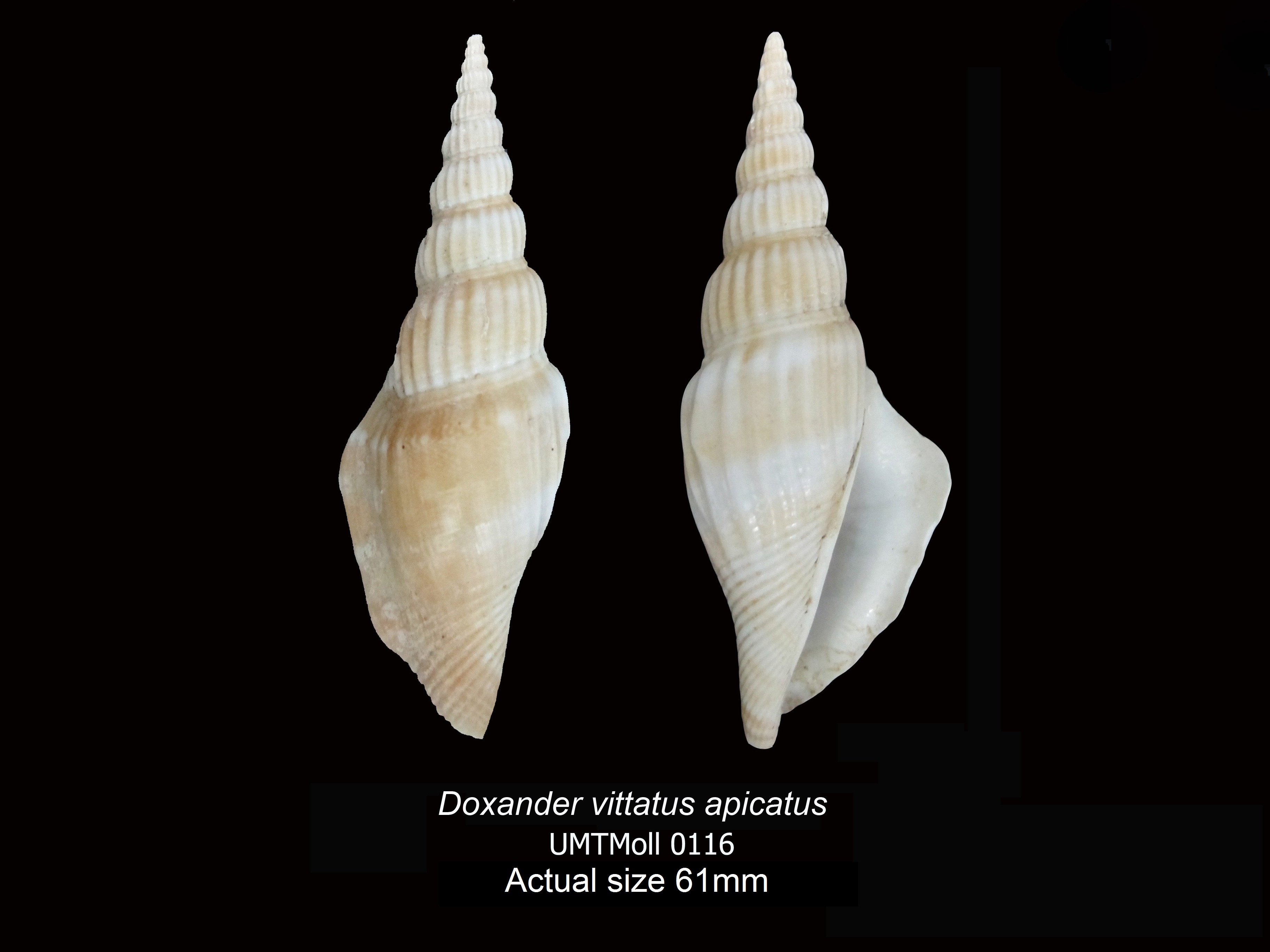 Specimen image