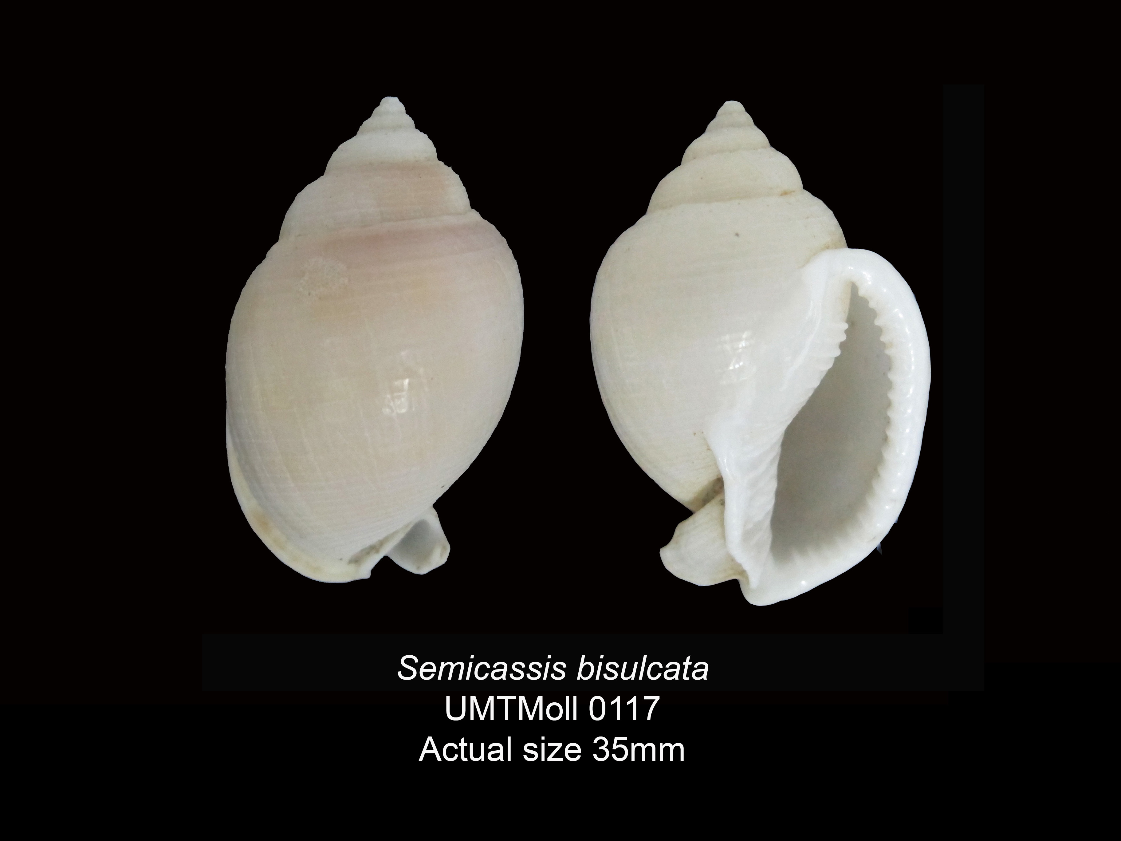 Specimen image