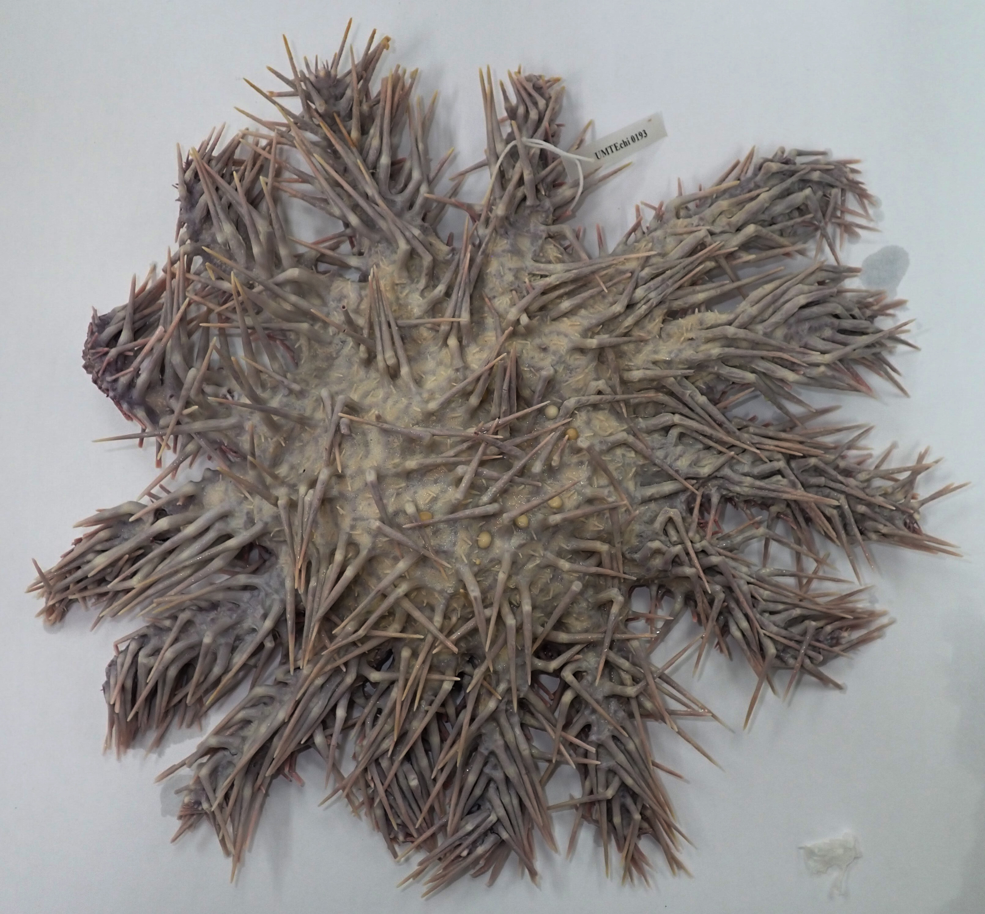 Coral Crunchers with a Stomach Surprise