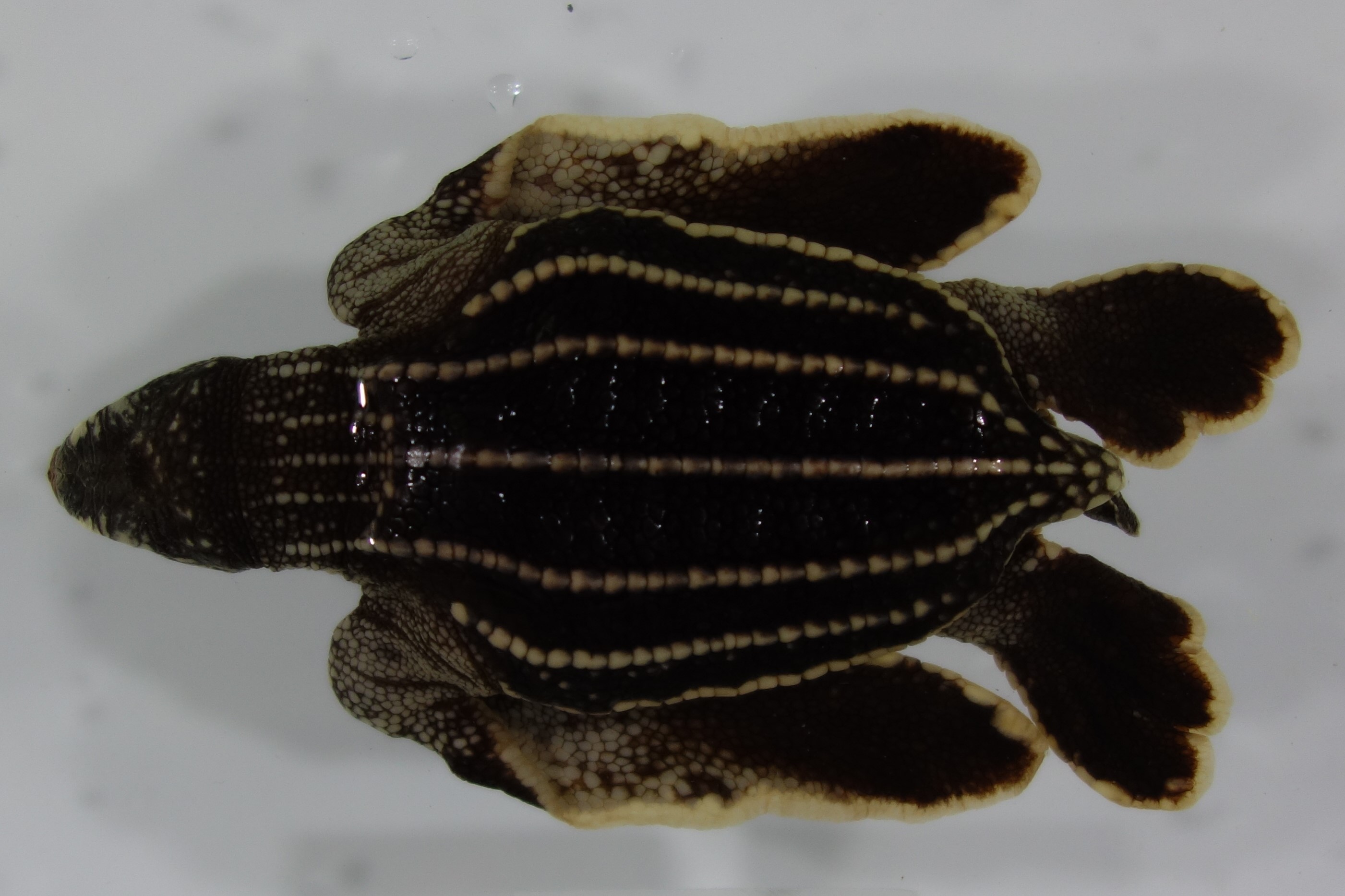 The Groovy Shell-less Wonders of the Sea