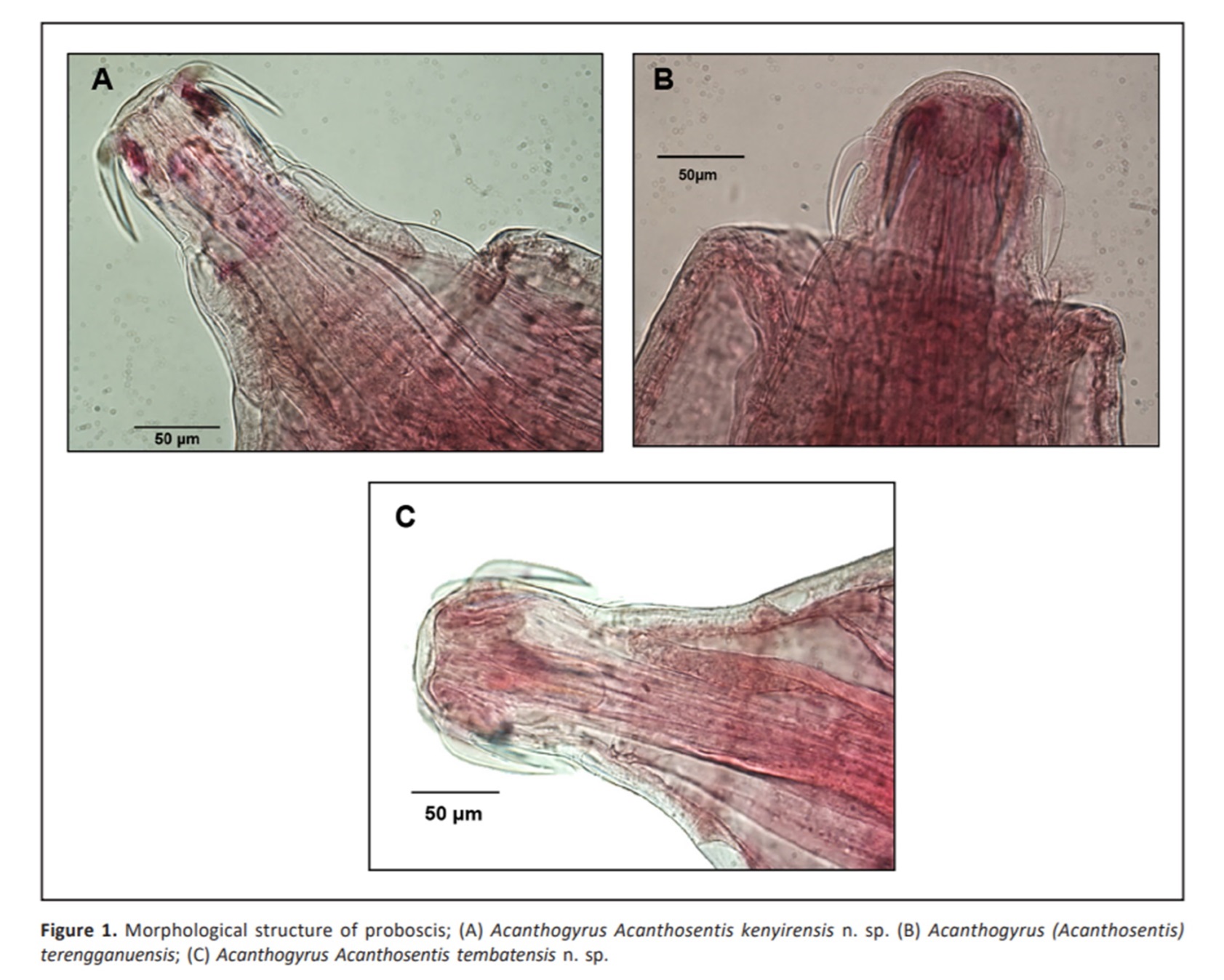 Early Parasitic Worm Discovery