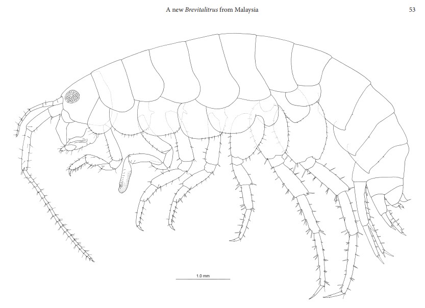 Time-Traveling Crustacean A 29-Year Odyssey of Discovery