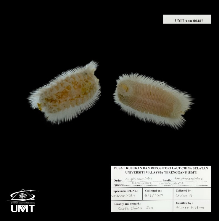Journey Through Time - The Oldest Marine Worm