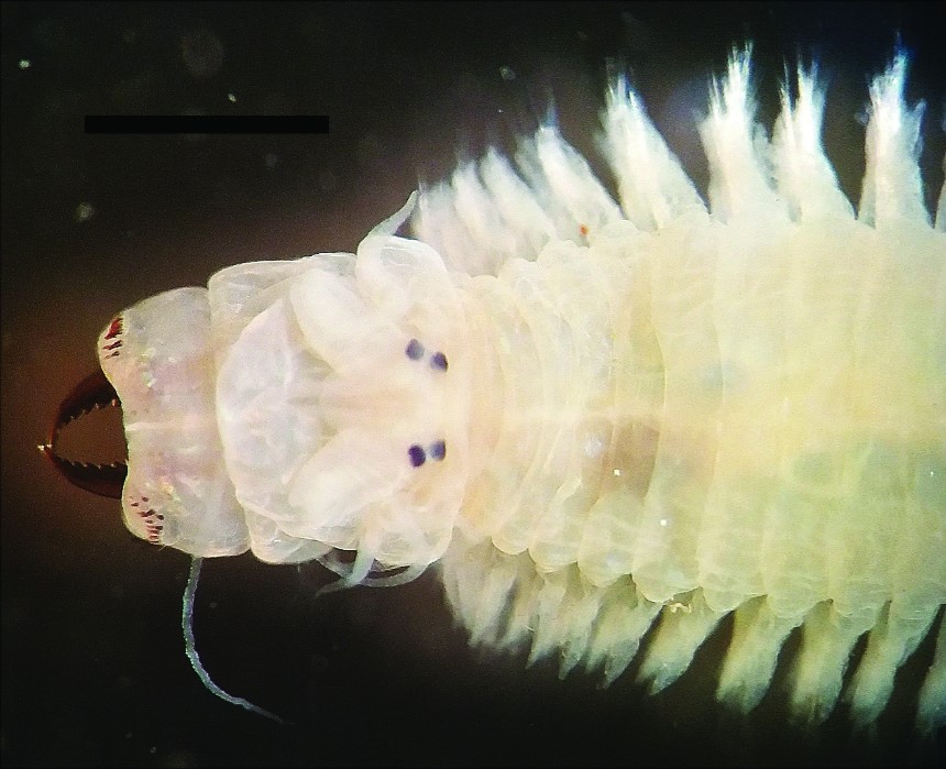 Nereidid worm-Surprise guest